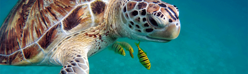 Tauchen und Tauchreisen Costa Rica